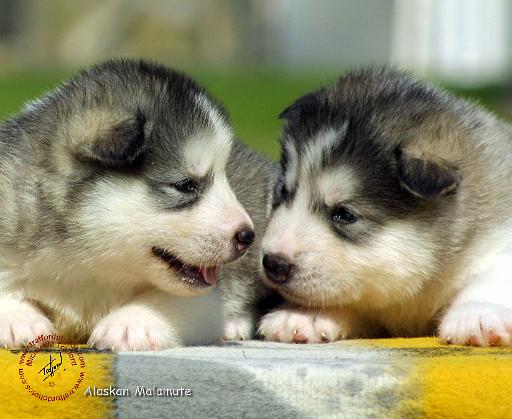 Alaskan Malamute 9R034D-348.JPG